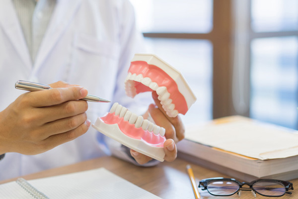  Dentist holding model of teeth and gums