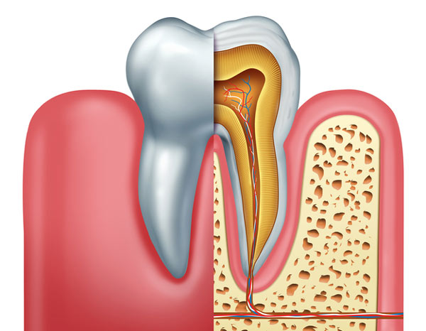 Diagram of tooth showing tooth root at Timothy H. Kindt, DDS in Mesa, AZ 